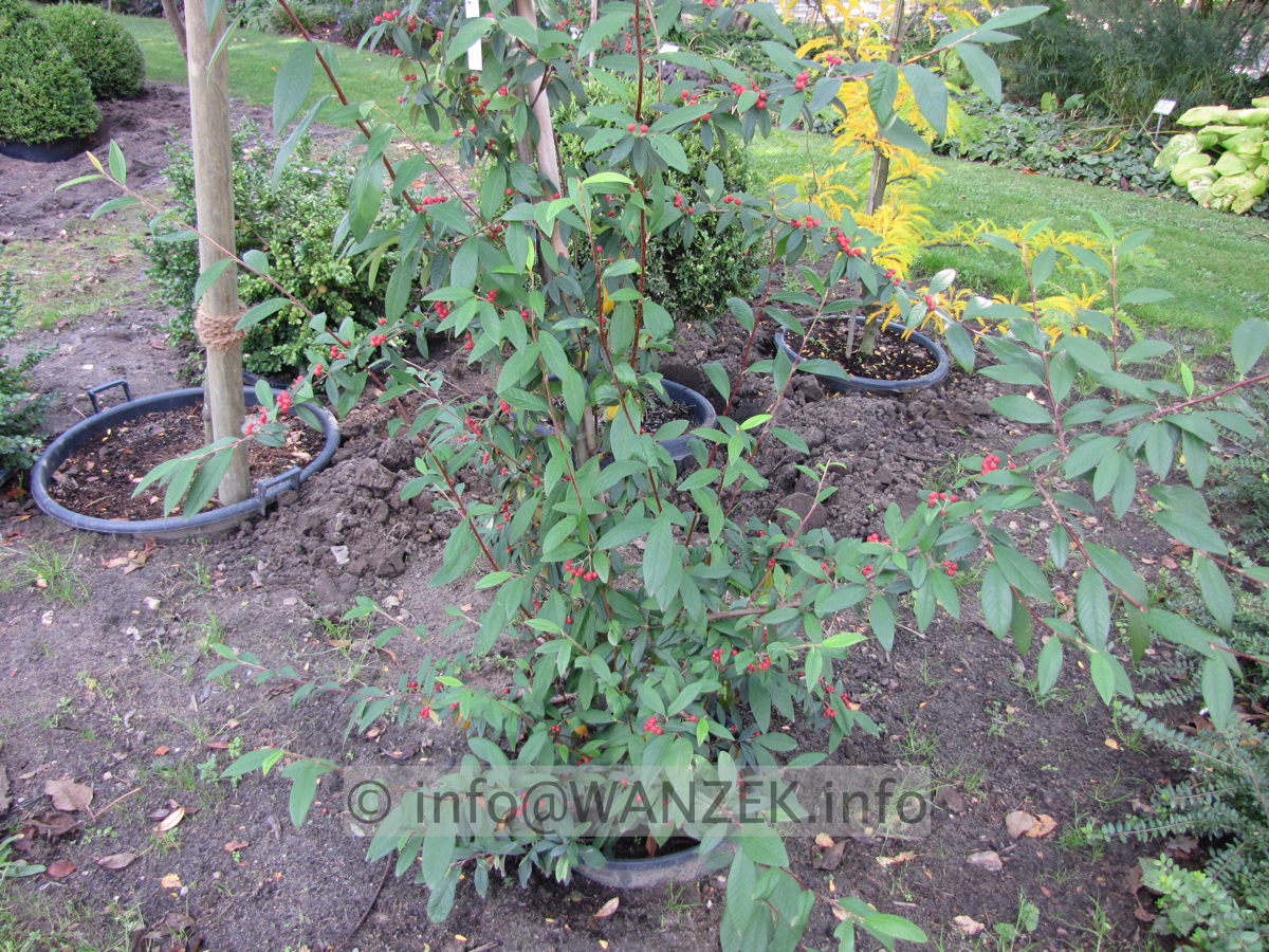 Cotoneaster salicifolius Floccosus - mit Beeren1.JPG